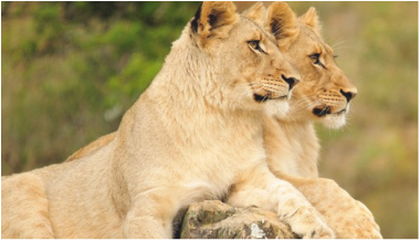 Lions at Shamwari Game Reserve